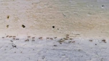 Playa del Carmen Quintana Roo Meksika 'da asfalt zemin ve zemin üzerinde sürünen tropik karıncalar.
