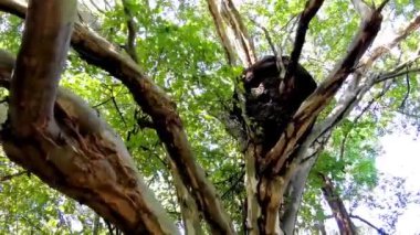 Ağaçta büyük yuvarlak termit yuvası ve ormanda dallar Playa del Carmen Quintana Roo Mexico 'da tropikal doğa.