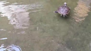 Playa del Carmen Quintana Roo Meksika 'da su havuzunda küçük kaplumbağalar..