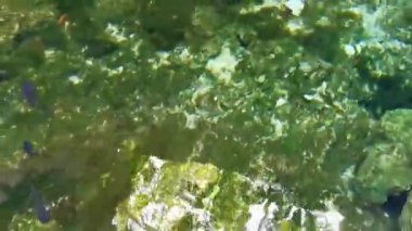 Balık yayın balığı, Puerto Aventuras Quintana Roo Meksika 'da, inanılmaz mavi turkuaz sularda ve kireçtaşı mağarası çukurunda yüzer..
