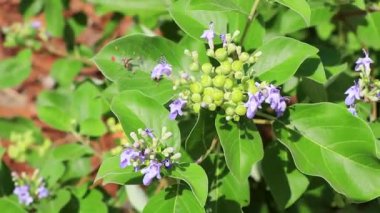 Playa del Carmen Quintana Roo Meksika 'da güzel küçük tropikal mor çiçekler ve çiçekler.