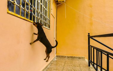 Playa del Carmen Quintana Roo Mexico 'da oyuncak almak için ayağa kalkıyor..
