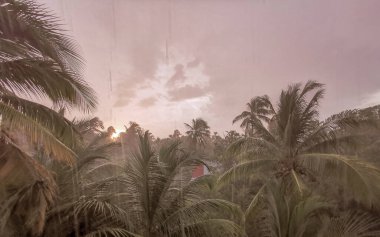 Zicatela Puerto Escondido Oaxaca Meksika 'da palmiye ağaçları üzerinde şiddetli tropik yağmur yağışıweather forecast.