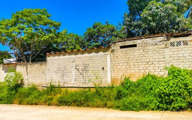 Tropik orman palmiyeleri Zicatela Puerto Escondido Oaxaca Meksika 'da palmiye ağaçları diker..