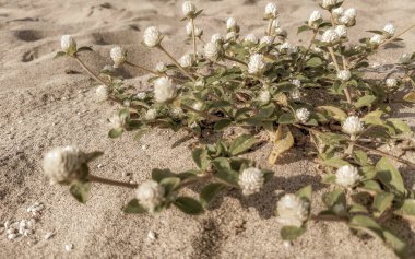 Zicatela Puerto Escondido Oaxaca 'daki küçük beyaz çiçekli plaj bitkisi.
