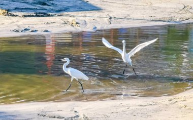 Great white heron egret herons egrets water bird birds walking around in tropical swamp river lake nature in Zicatela Puerto Escondido Oaxaca Mexico. clipart