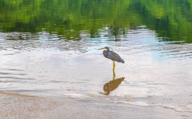 Tricolor heron egret bird in lake river water in Zicatela Puerto Escondido Oaxaca Mexico. clipart