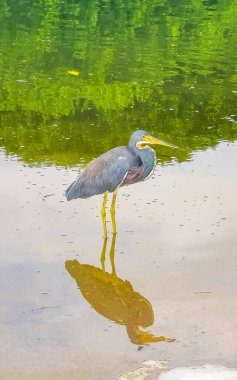 Tricolor heron egret bird in lake river water in Zicatela Puerto Escondido Oaxaca Mexico. clipart