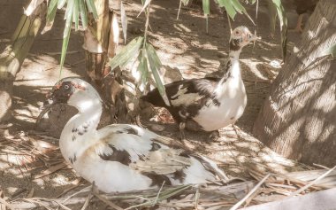 Zicatela Puerto Escondido Oaxaca Meksika 'nın tropikal doğasında ördek ördekleri..