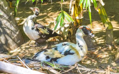 Zicatela Puerto Escondido Oaxaca Meksika 'nın tropikal doğasında ördek ördekleri..