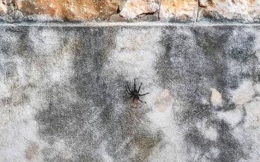 Large black tarantula spider on the wall in Zicatela Puerto Escondido Oaxaca Mexico. clipart