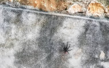 Zicatela Puerto Escondido Oaxaca Meksika 'nın duvarında büyük siyah tarantula örümceği..