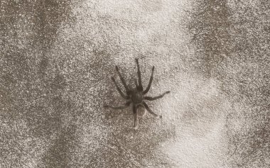 Zicatela Puerto Escondido Oaxaca Meksika 'nın duvarında büyük siyah tarantula örümceği..