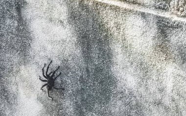 Zicatela Puerto Escondido Oaxaca Meksika 'nın duvarında büyük siyah tarantula örümceği..