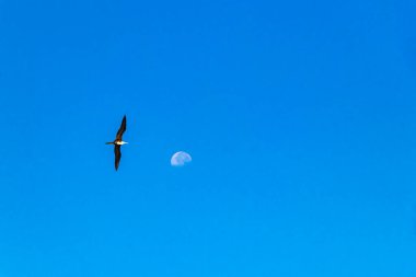 Fregat kuşları, Zicatela Puerto Escondido Oaxaca 'daki plajın üzerinde mavi gökyüzü arka planıyla gün boyunca ayın etrafında uçuyorlar..