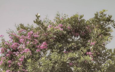 Playa del Carmen Quintana Roo Meksika 'da tropikal bahçe ormanlarında ve Karayip doğasında kırmızı ve pembe çiçek ve bitkiler..