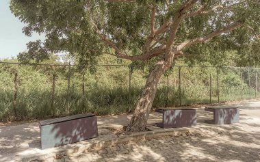 Tipik yaya yolu ve palmiye ağaçlarıyla yürüme yolu Luis Donaldo Colosio Playa del Carmen Quintana Roo Meksika 'da tropik bitki ve orman bankları.