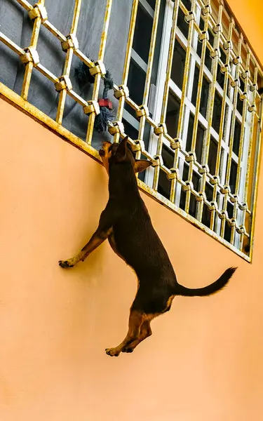 stock image Dog jumps up to fetch toy in Playa del Carmen Quintana Roo Mexico.