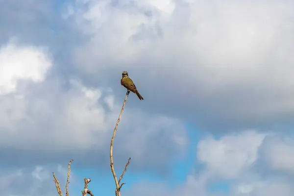 stock image Tropical yellow kingbird flycatcher bird birds sits on wooden stake pole branch in Playa del Carmen Quintana Roo Mexico.