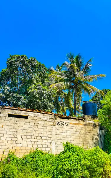 Tropik orman palmiyeleri Zicatela Puerto Escondido Oaxaca Meksika 'da palmiye ağaçları diker..