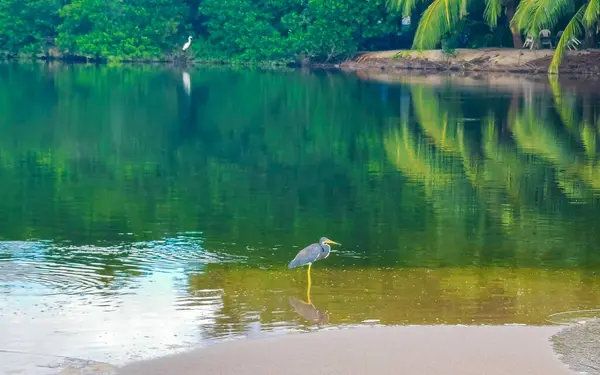 stock image Tricolor heron egret bird in lake river water in Zicatela Puerto Escondido Oaxaca Mexico.