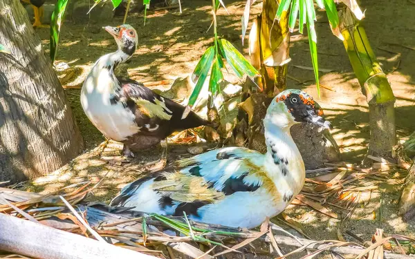 stock image Muscovy duck ducks bird birds in garden park tropical nature in Zicatela Puerto Escondido Oaxaca Mexico.