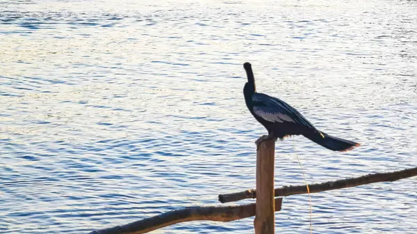 stock image Neotropis Long tailed Cormorant sitting on wooden fence post spreads its wings at dusk by the sea at the tropical Beach in Playa del Carmen Quintana Roo Mexico.