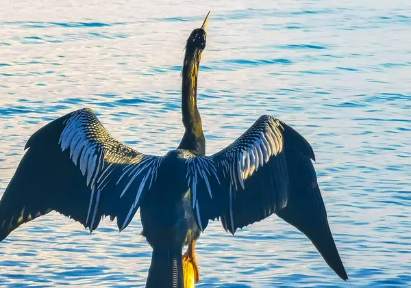 stock image Neotropis Long tailed Cormorant sitting on wooden fence post spreads its wings at dusk by the sea at the tropical Beach in Playa del Carmen Quintana Roo Mexico.