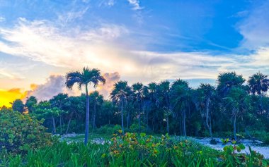 Playa del Carmen Quintana Roo Meksika 'daki tropikal Karayip sahillerinde, palmiye ağaçlarının arkasında ve bulutların ardında, renkli ve altın renkli bir gün batımı..