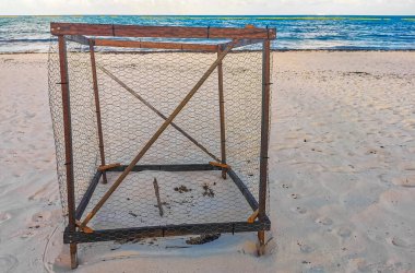 Deniz kaplumbağası yuvaları Playa del Carmen Quintana Roo 'daki plajda kafeste korunur..