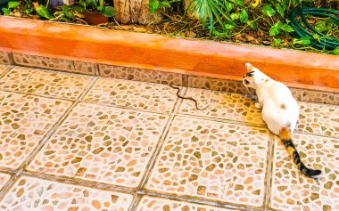 Cat plays and fights snake mammal versus reptile in Playa del Carmen Quintana Roo Mexico. clipart