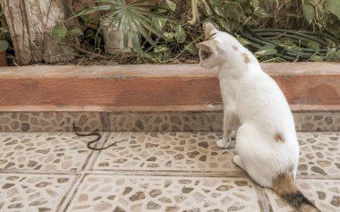 Playa del Carmen Quintana Roo Meksika 'da yılan memelilerle savaşıyor..