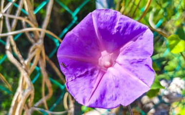 Pink violet purple Mexican Morning Glory Glories Ipomoea spp flower on fence with green leaves in Playa del Carmen Mexico. clipart