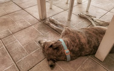 Playa del Carmen Quintana Roo Meksika 'daki restoranda köpek uyuyor ve masanın altında dinleniyor..
