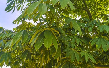 Young green beautiful Kapok tree Ceiba tree with spikes in tropical park jungle forest in Playa del Carmen Quintana Roo Mexico. clipart