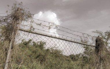 Playa del Carmen Quintana Roo Meksika 'da, tahta çitlerin arkasındaki doğal tropik orman..