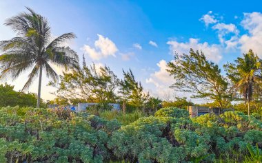 Playa del Carmen Quintana Roo Meksika 'da tropik Meksika Karayip plajı bitkileri, orman ormanlarında köknar ağaçları, mavi gökyüzü ve kumsal kumları..