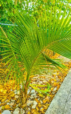 Playa del Carmen Quintana Roo Meksika 'da güzel tropikal palmiye ağaçları türleri.