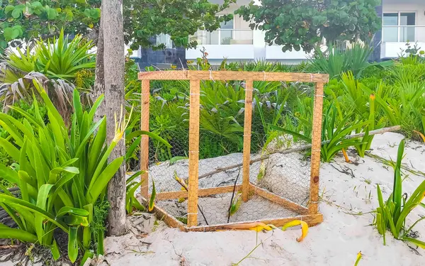 stock image Sea turtle nests in cages protected on the beach in Playa del Carmen Quintana Roo Mexico.