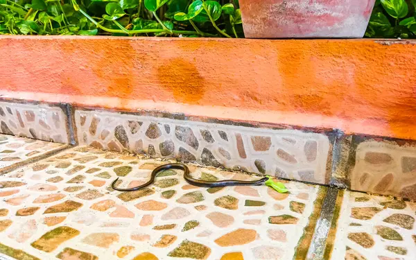 stock image Snake crawls around on the ground on the premises in Playa del Carmen Quintana Roo Mexico.