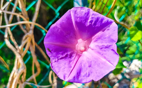 stock image Pink violet purple Mexican Morning Glory Glories Ipomoea spp flower on fence with green leaves in Playa del Carmen Mexico.