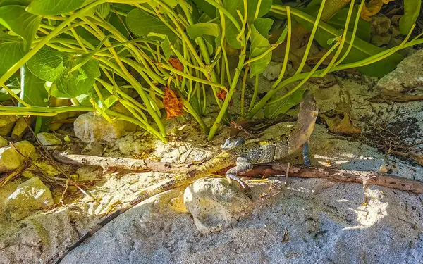 stock image Huge Iguana gecko animal on ground floor at the tropical jungle and town in Playa del Carmen Mexico.