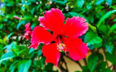 Red beautiful hibiscus flower flowers shrub tree plant in Mexico.