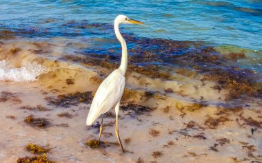 Büyük beyaz balıkçıl Playa del Carmen Quintana Roo Mexico sahilindeki büyük balıkçıl.