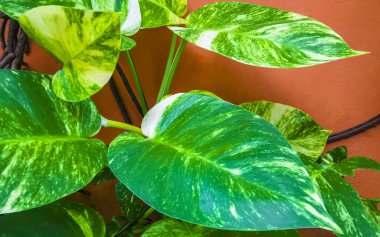 Tropical green and yellow plant with large leaves Dieffenbachia Dumb Cane houseplant is climbing the wall in Playa del Carmen Mexico.