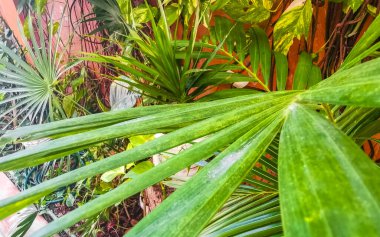 Palmiye ağacı tohum bırakır tropik yeşil egzotik meyveler ve Karayipler 'de Maya palmiyeleri yağmur ormanlarında Playa del Carmen Quintana Roo Meksika.