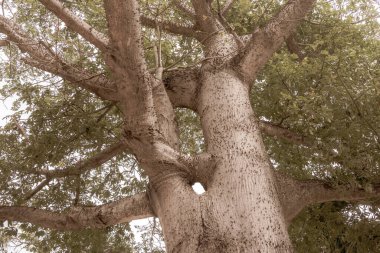 Playa del Carmen Quintana Roo Meksika 'daki tropik park ormanlarında dikenleri olan büyük, güzel Kapok ağacı Ceiba ağacı..