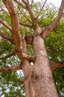 Playa del Carmen Quintana Roo Meksika 'daki tropik park ormanlarında dikenleri olan büyük, güzel Kapok ağacı Ceiba ağacı..