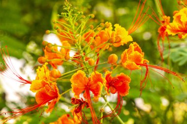 Kırmızı ve sarı çiçekler çiçek açar ve bitkiler tropik bahçe ormanlarında ve Playa del Carmen Quintana Roo Meksika 'da doğada yetişir..