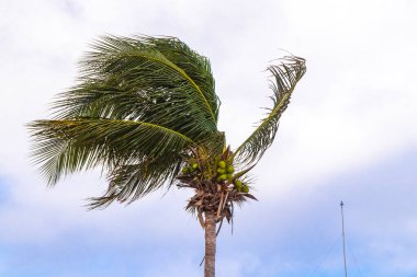 Karayip Playa del Carmen Quintana Roo Meksika 'da mavi gökyüzü geçmişi olan tropik doğal Meksika palmiye ağacı palmiyeleri..